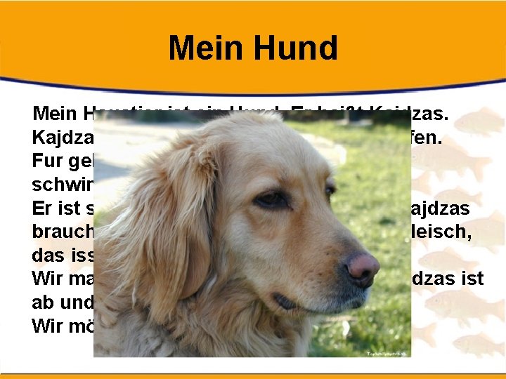 Mein Hund Mein Haustier ist ein Hund. Er heißt Kajdzas ist groß. Er liebt