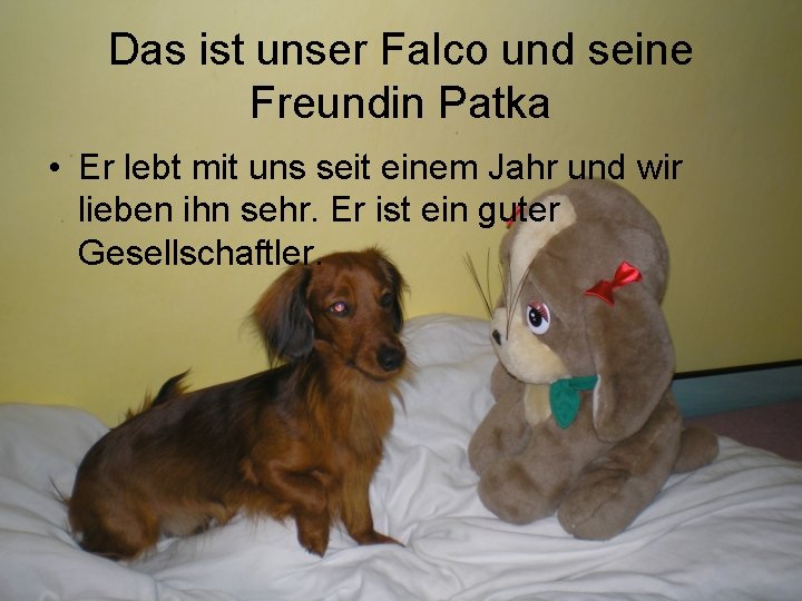 Das ist unser Falco und seine Freundin Patka • Er lebt mit uns seit