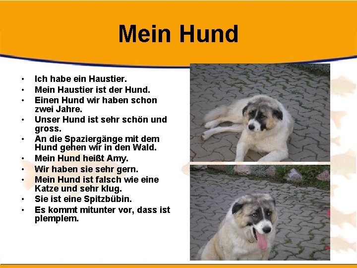 Mein Hund • • • Ich habe ein Haustier. Mein Haustier ist der Hund.