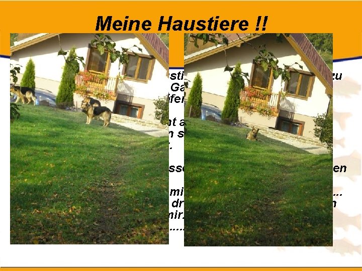 Meine Haustiere !! • Ich habe zu Hause Haustiere. Also, sie leben nicht zu