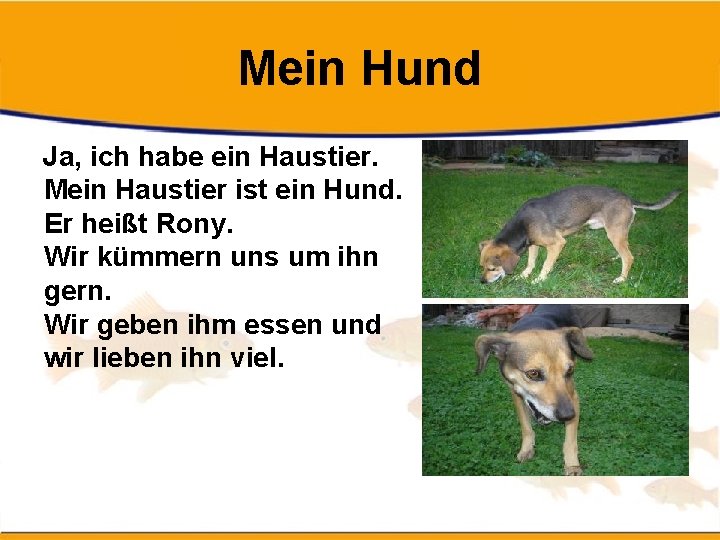 Mein Hund Ja, ich habe ein Haustier. Mein Haustier ist ein Hund. Er heißt