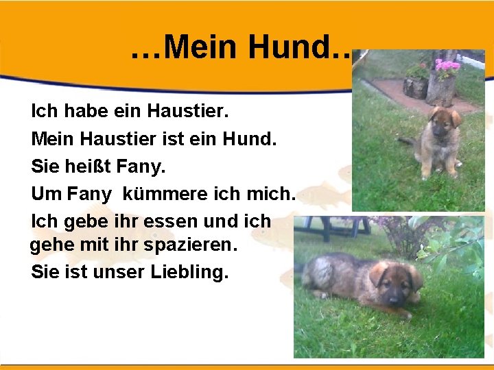 …Mein Hund… Ich habe ein Haustier. Mein Haustier ist ein Hund. Sie heißt Fany.