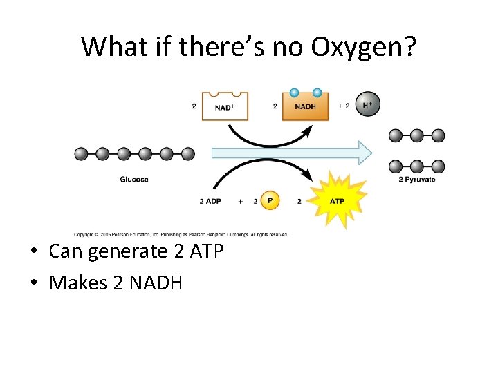 What if there’s no Oxygen? • Can generate 2 ATP • Makes 2 NADH
