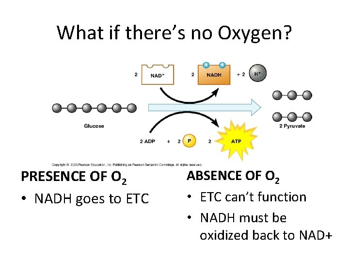 What if there’s no Oxygen? PRESENCE OF O 2 • NADH goes to ETC
