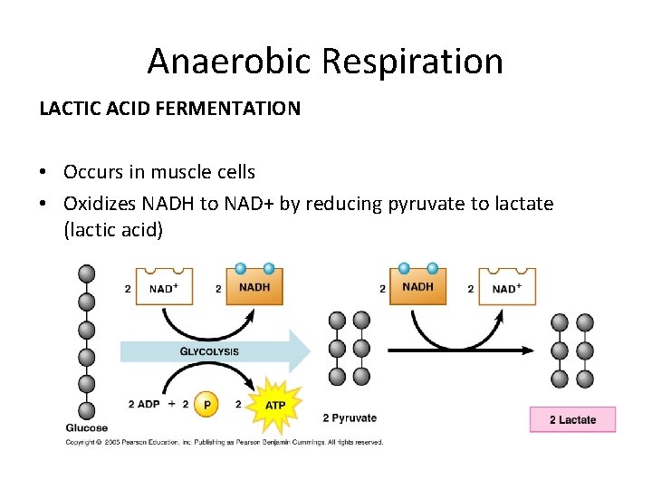 Anaerobic Respiration LACTIC ACID FERMENTATION • Occurs in muscle cells • Oxidizes NADH to