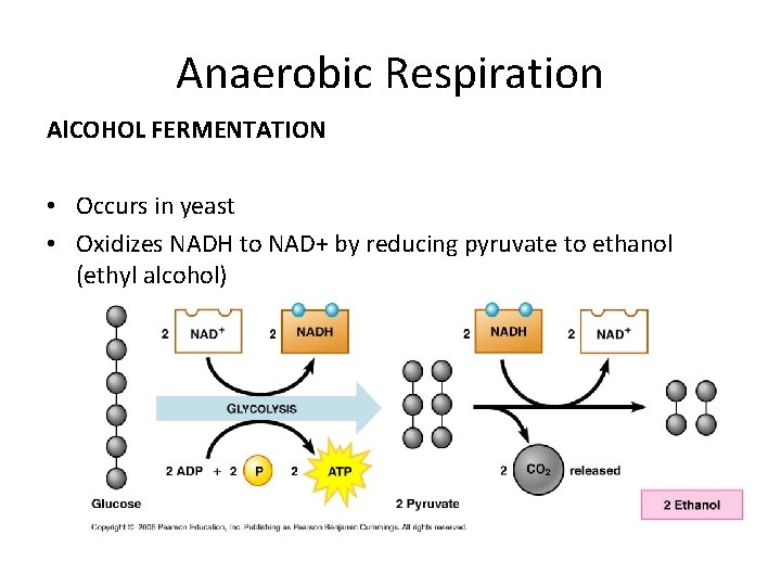 Anaerobic Respiration Al. COHOL FERMENTATION • Occurs in yeast • Oxidizes NADH to NAD+