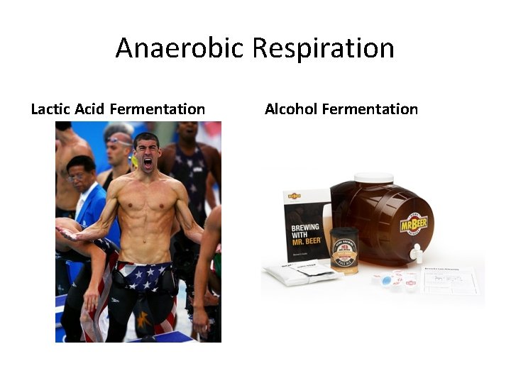 Anaerobic Respiration Lactic Acid Fermentation Alcohol Fermentation 