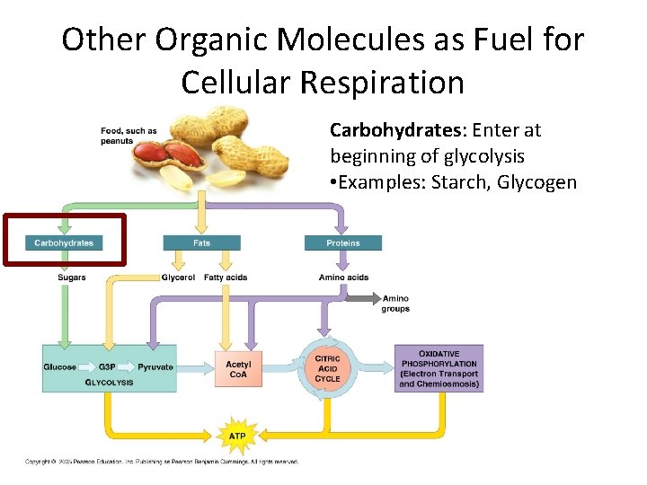 Other Organic Molecules as Fuel for Cellular Respiration Carbohydrates: Enter at beginning of glycolysis