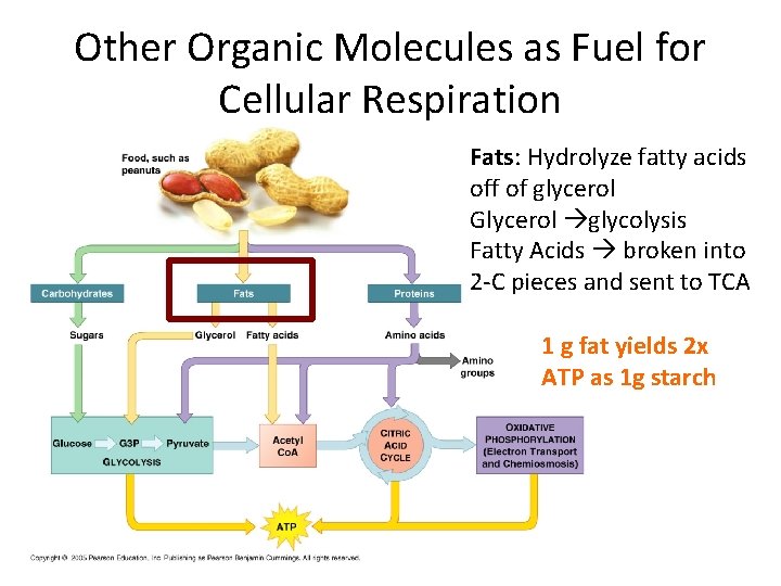 Other Organic Molecules as Fuel for Cellular Respiration Fats: Hydrolyze fatty acids off of
