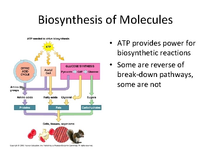 Biosynthesis of Molecules • ATP provides power for biosynthetic reactions • Some are reverse