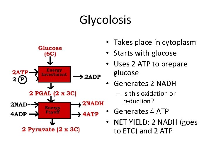 Glycolosis • Takes place in cytoplasm • Starts with glucose • Uses 2 ATP