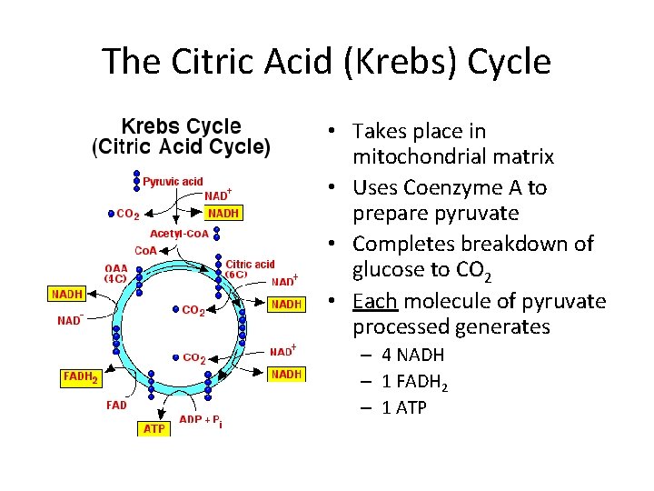 The Citric Acid (Krebs) Cycle • Takes place in mitochondrial matrix • Uses Coenzyme