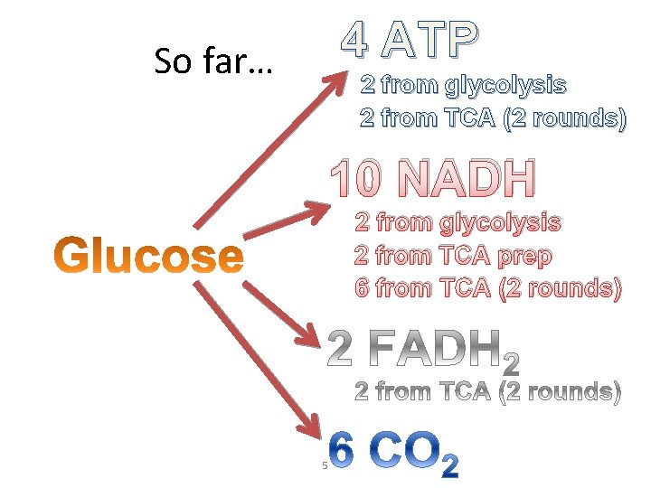 4 ATP So far… 2 from glycolysis 2 from TCA (2 rounds) 10 NADH