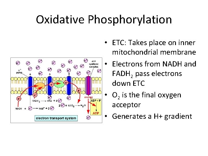 Oxidative Phosphorylation • ETC: Takes place on inner mitochondrial membrane • Electrons from NADH