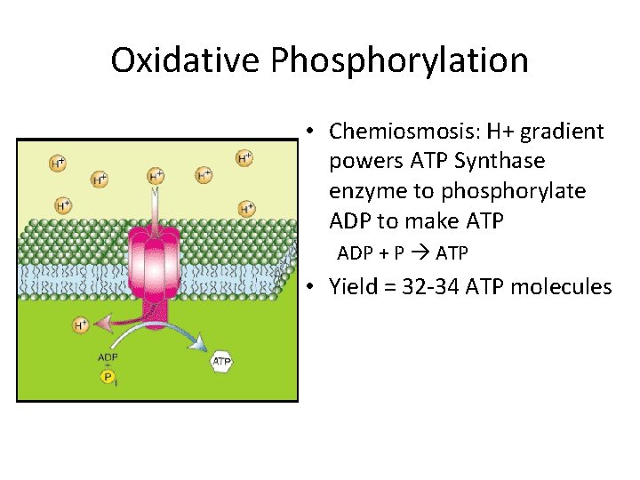 Oxidative Phosphorylation • Chemiosmosis: H+ gradient powers ATP Synthase enzyme to phosphorylate ADP to