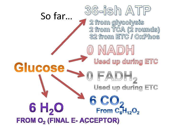 36 -ish ATP So far… 2 from glycolysis 2 from TCA (2 rounds) 32