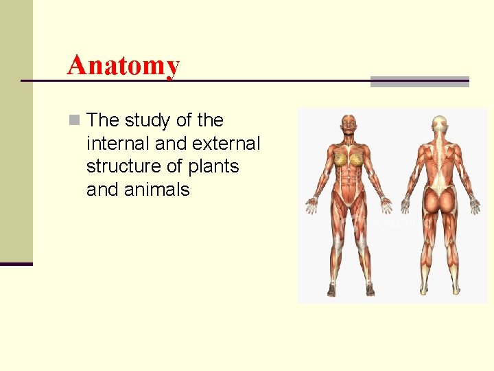 Anatomy n The study of the internal and external structure of plants and animals Anatomy n The study of the internal and external structure of plants and animals