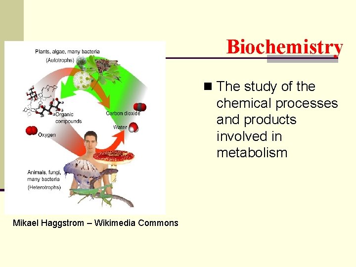 Biochemistry n The study of the chemical processes and products involved in metabolism Mikael Biochemistry n The study of the chemical processes and products involved in metabolism Mikael