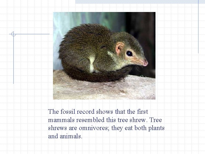 The fossil record shows that the first mammals resembled this tree shrew. Tree shrews