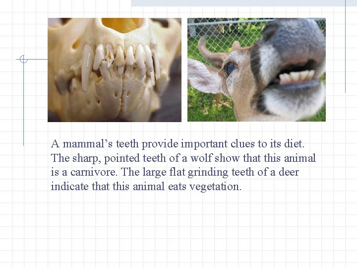 A mammal’s teeth provide important clues to its diet. The sharp, pointed teeth of