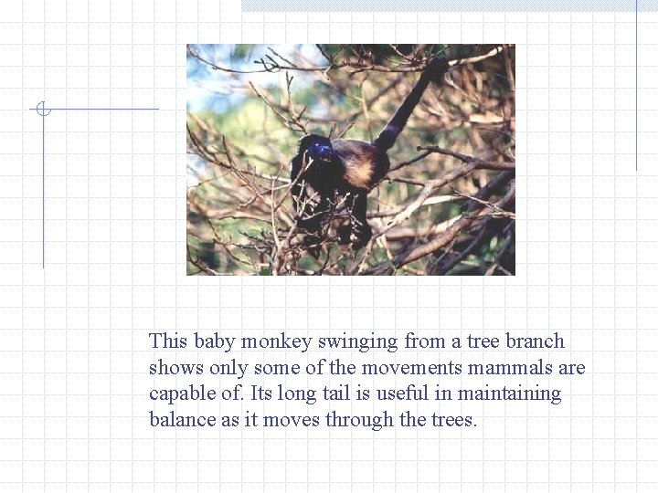 This baby monkey swinging from a tree branch shows only some of the movements