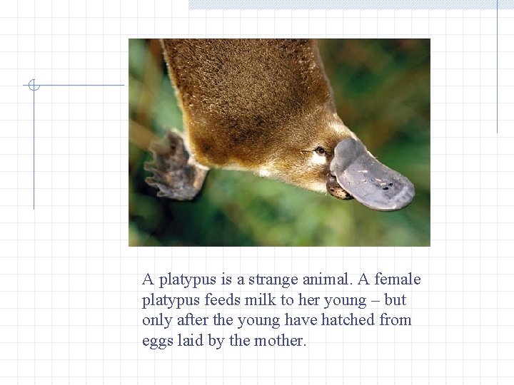 A platypus is a strange animal. A female platypus feeds milk to her young