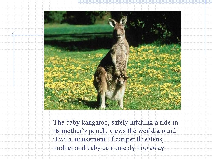 The baby kangaroo, safely hitching a ride in its mother’s pouch, views the world