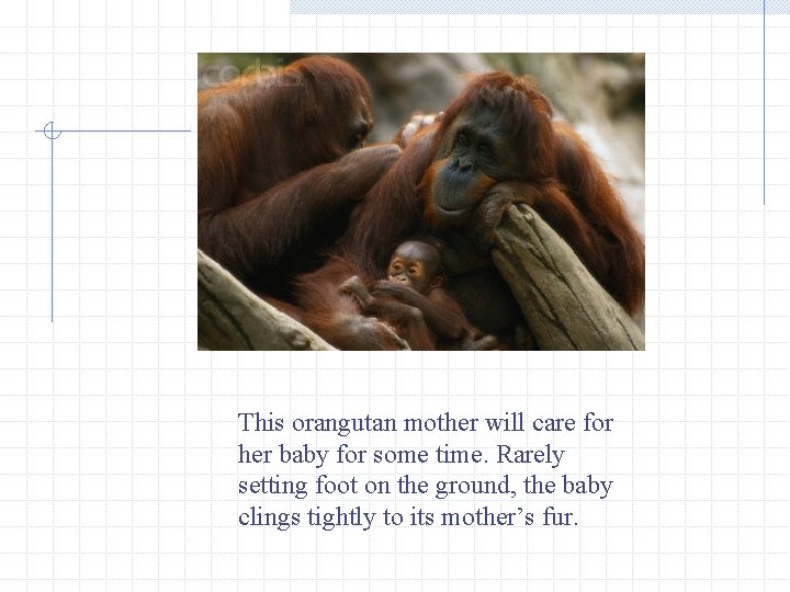 This orangutan mother will care for her baby for some time. Rarely setting foot