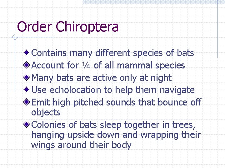 Order Chiroptera Contains many different species of bats Account for ¼ of all mammal