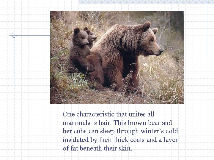 One characteristic that unites all mammals is hair. This brown bear and her cubs