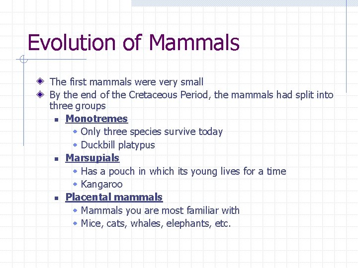 Evolution of Mammals The first mammals were very small By the end of the