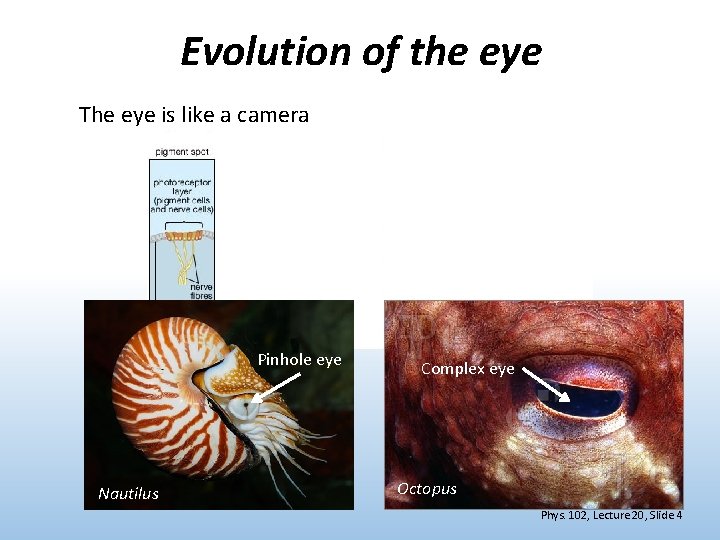 Evolution of the eye The eye is like a camera Pinhole eye Nautilus Complex