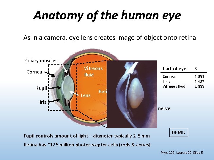 Anatomy of the human eye As in a camera, eye lens creates image of