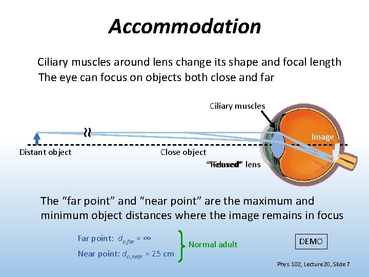 Accommodation Ciliary muscles around lens change its shape and focal length The eye can