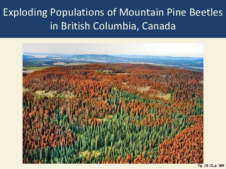 Exploding Populations of Mountain Pine Beetles in British Columbia, Canada Fig. 19 -13, p.