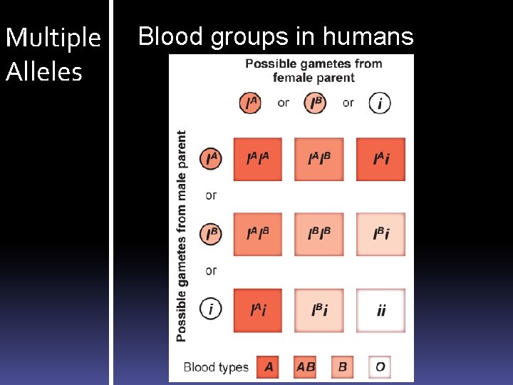 Multiple Alleles Blood groups in humans 