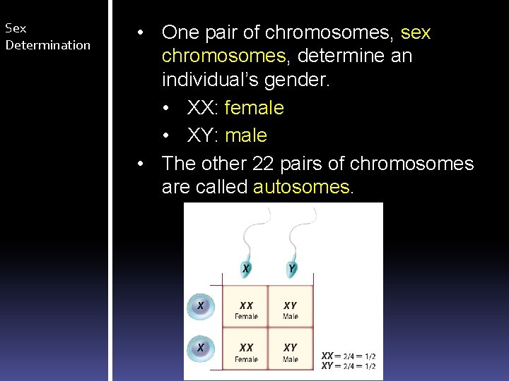Sex Determination • One pair of chromosomes, sex chromosomes, determine an individual’s gender. •