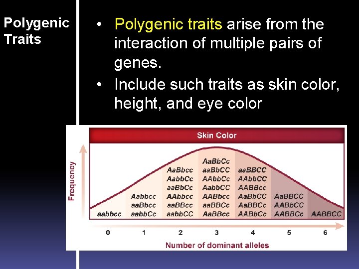 Polygenic Traits • Polygenic traits arise from the interaction of multiple pairs of genes.