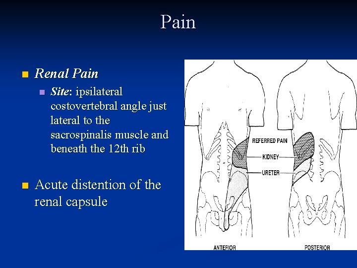 Pain n Renal Pain n n Site: ipsilateral costovertebral angle just lateral to the