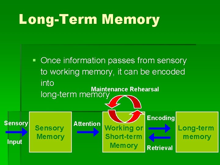 Long-Term Memory § Once information passes from sensory to working memory, it can be