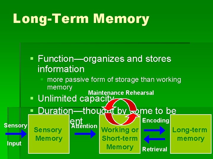 Long-Term Memory § Function—organizes and stores information § more passive form of storage than
