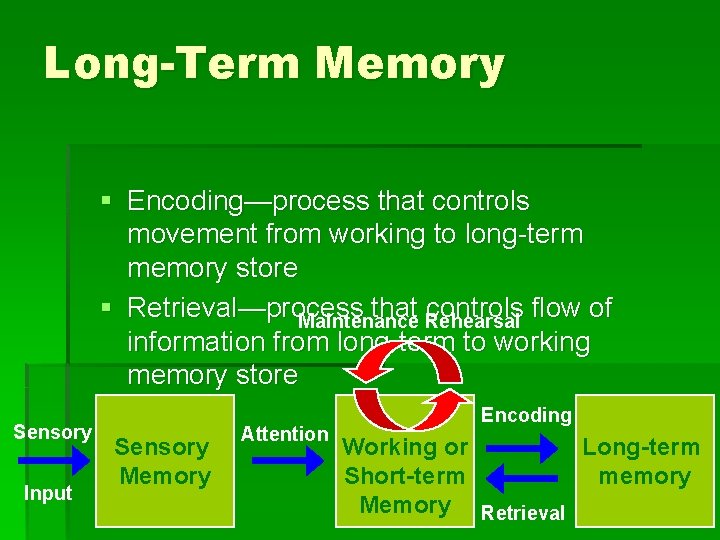 Long-Term Memory § Encoding—process that controls movement from working to long-term memory store §