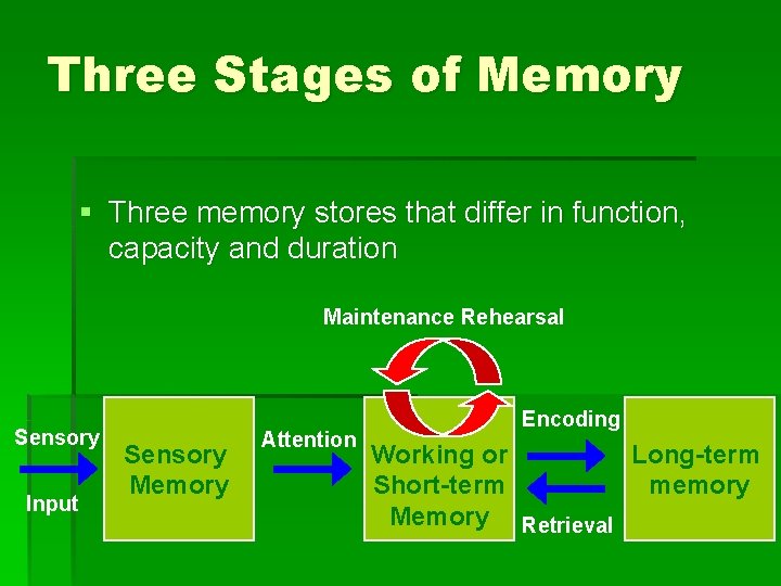 Three Stages of Memory § Three memory stores that differ in function, capacity and