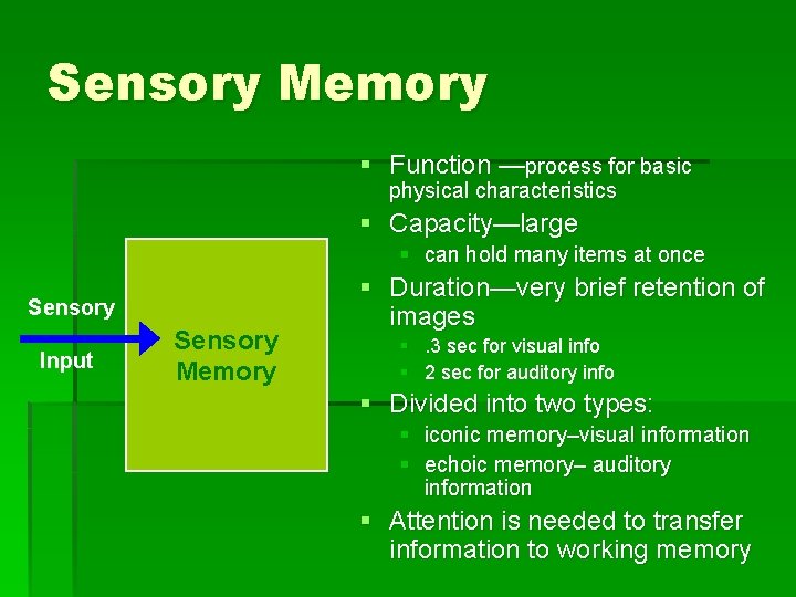 Sensory Memory § Function —process for basic physical characteristics § Capacity—large § can hold