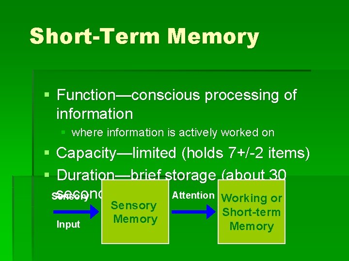 Short-Term Memory § Function—conscious processing of information § where information is actively worked on