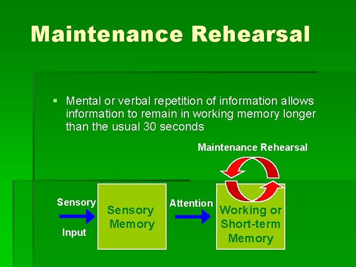 Maintenance Rehearsal § Mental or verbal repetition of information allows information to remain in