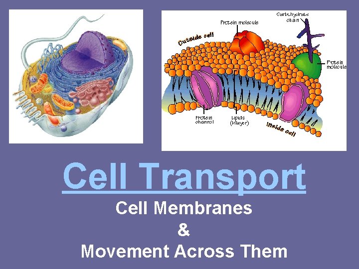 Cell Transport Cell Membranes & Movement Across Them 