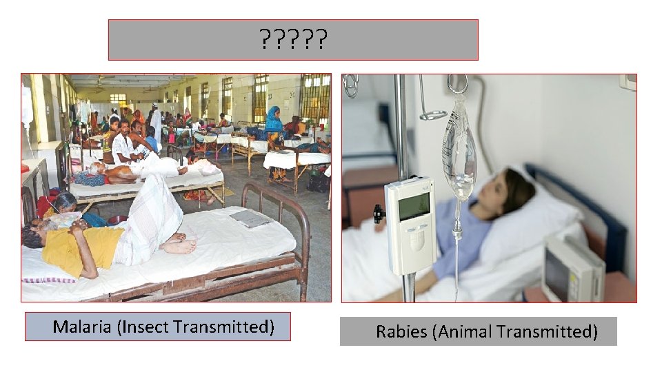 ? ? ? Malaria (Insect Transmitted) Rabies (Animal Transmitted) 