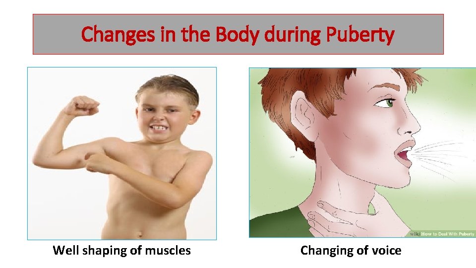 Changes in the Body during Puberty Well shaping of muscles Changing of voice 