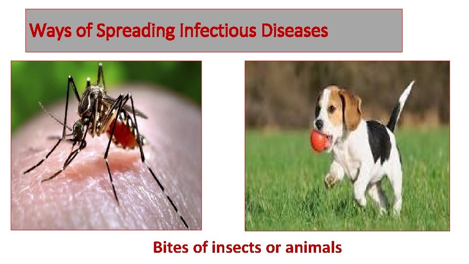 Ways of Spreading Infectious Diseases Bites of insects or animals 